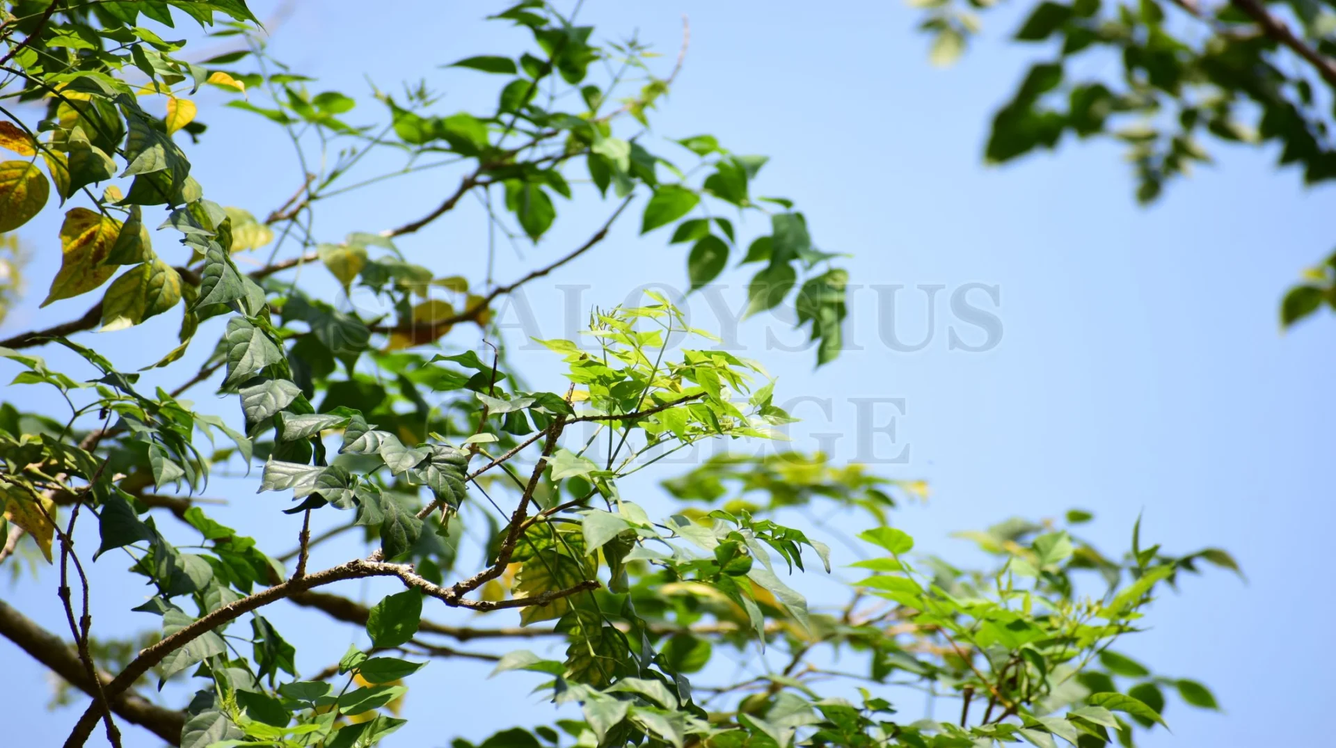 Indian Cork Tree(ಆಕಾಶ ಮಲ್ಲಿಗೆ)
