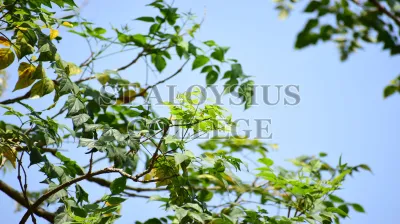 Indian Cork Tree(ಆಕಾಶ ಮಲ್ಲಿಗೆ)