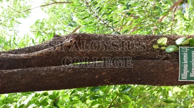 Indian Cork Tree(ಆಕಾಶ ಮಲ್ಲಿಗೆ)