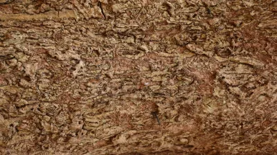 Indian Cork Tree(ಆಕಾಶ ಮಲ್ಲಿಗೆ)