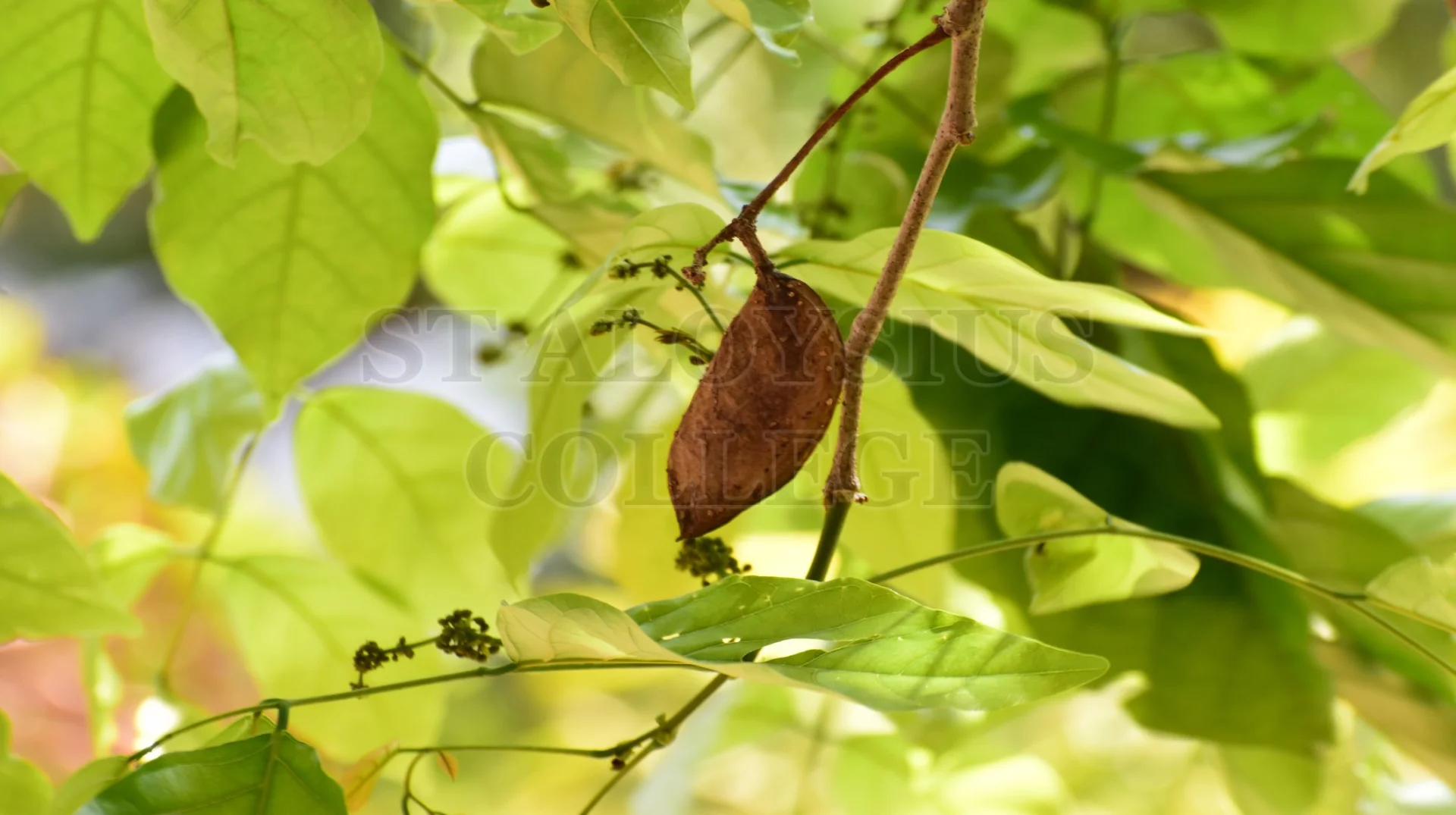 Pongamia Pinnata (L.) Pierre (ಹೊಂಗೆ ಮರ)