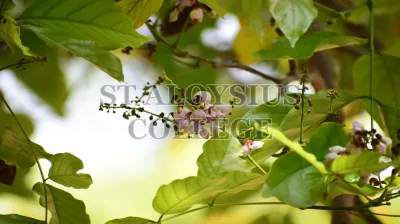 Pongamia Pinnata (L.) Pierre (ಹೊಂಗೆ ಮರ)