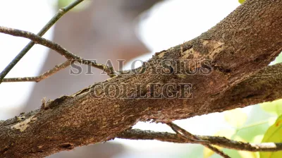 Pongamia Pinnata (L.) Pierre (ಹೊಂಗೆ ಮರ)