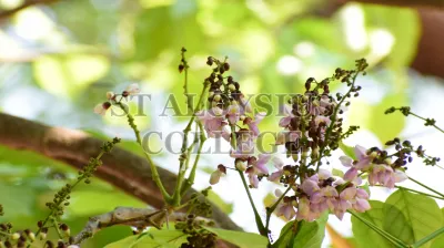 Pongamia Pinnata (L.) Pierre (ಹೊಂಗೆ ಮರ)