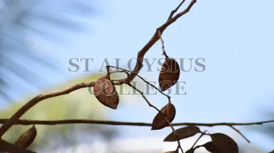 Pongamia Pinnata (L.) Pierre (ಹೊಂಗೆ ಮರ)