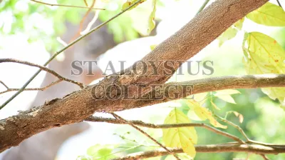 Pongamia Pinnata (L.) Pierre (ಹೊಂಗೆ ಮರ)
