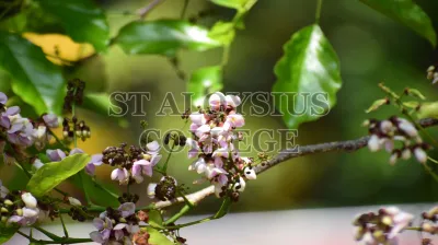 Pongamia Pinnata (L.) Pierre (ಹೊಂಗೆ ಮರ)