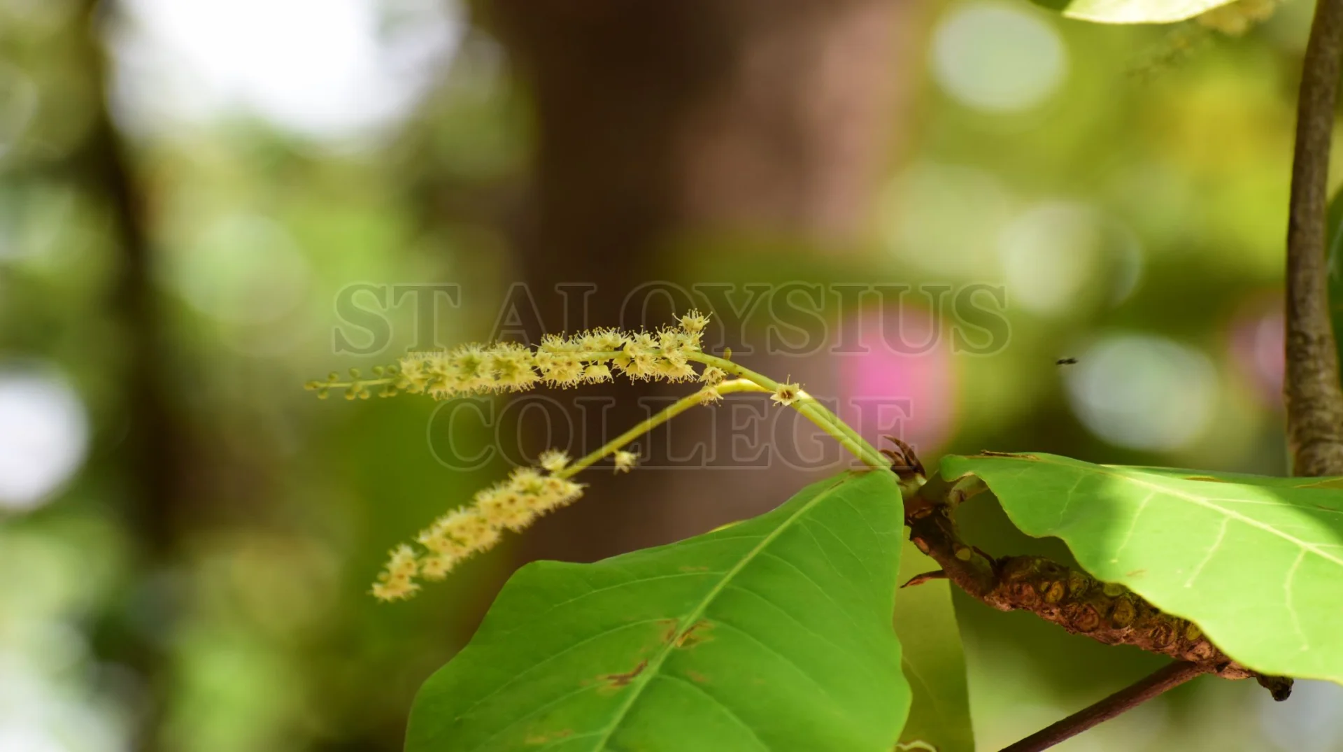 The Indian Almond(ಕಾಡು ಬಾದಾಮಿ)