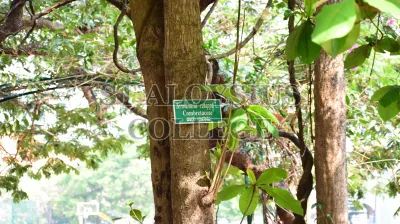 The Indian Almond(ಕಾಡು ಬಾದಾಮಿ)
