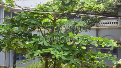 The Indian Almond(ಕಾಡು ಬಾದಾಮಿ)