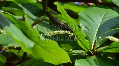 The Indian Almond(ಕಾಡು ಬಾದಾಮಿ)