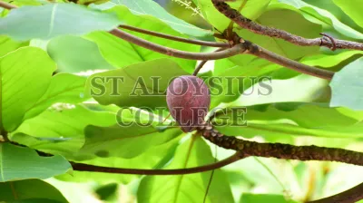 The Indian Almond(ಕಾಡು ಬಾದಾಮಿ)