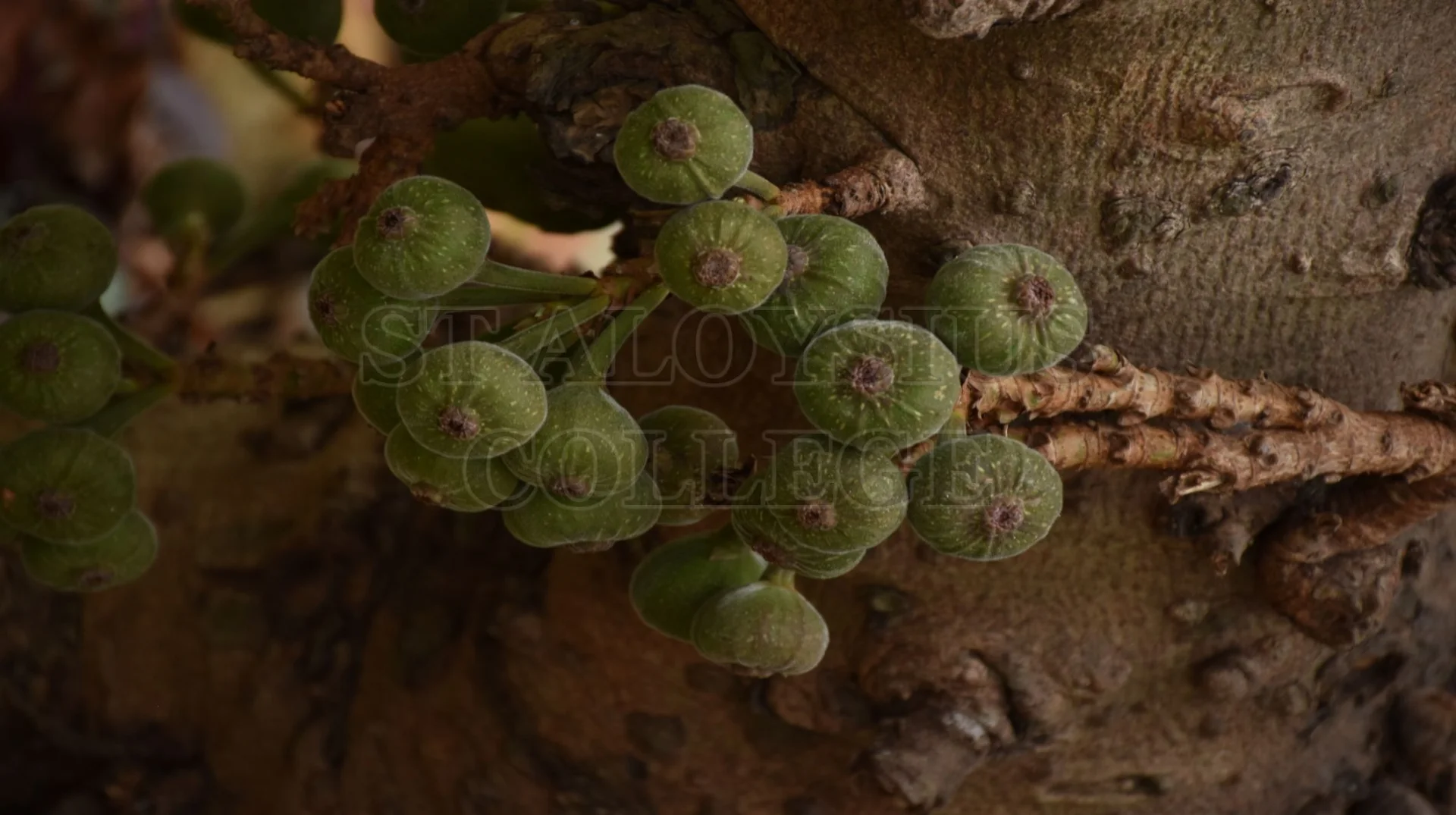 Roxburgh Fig(ಅತ್ತಿ ಮರ)