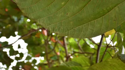 Roxburgh Fig(ಅತ್ತಿ ಮರ)
