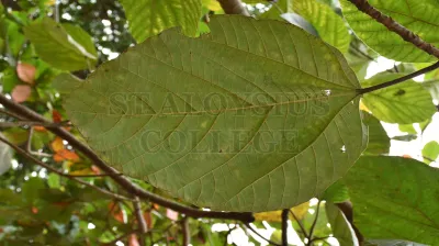 Roxburgh Fig(ಅತ್ತಿ ಮರ)