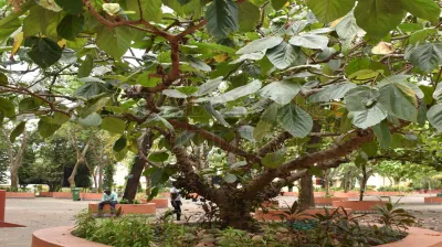 Roxburgh Fig(ಅತ್ತಿ ಮರ)