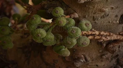 Roxburgh Fig(ಅತ್ತಿ ಮರ)
