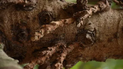 Roxburgh Fig(ಅತ್ತಿ ಮರ)