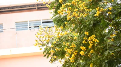 Roxburgh Fig(ಅತ್ತಿ ಮರ)