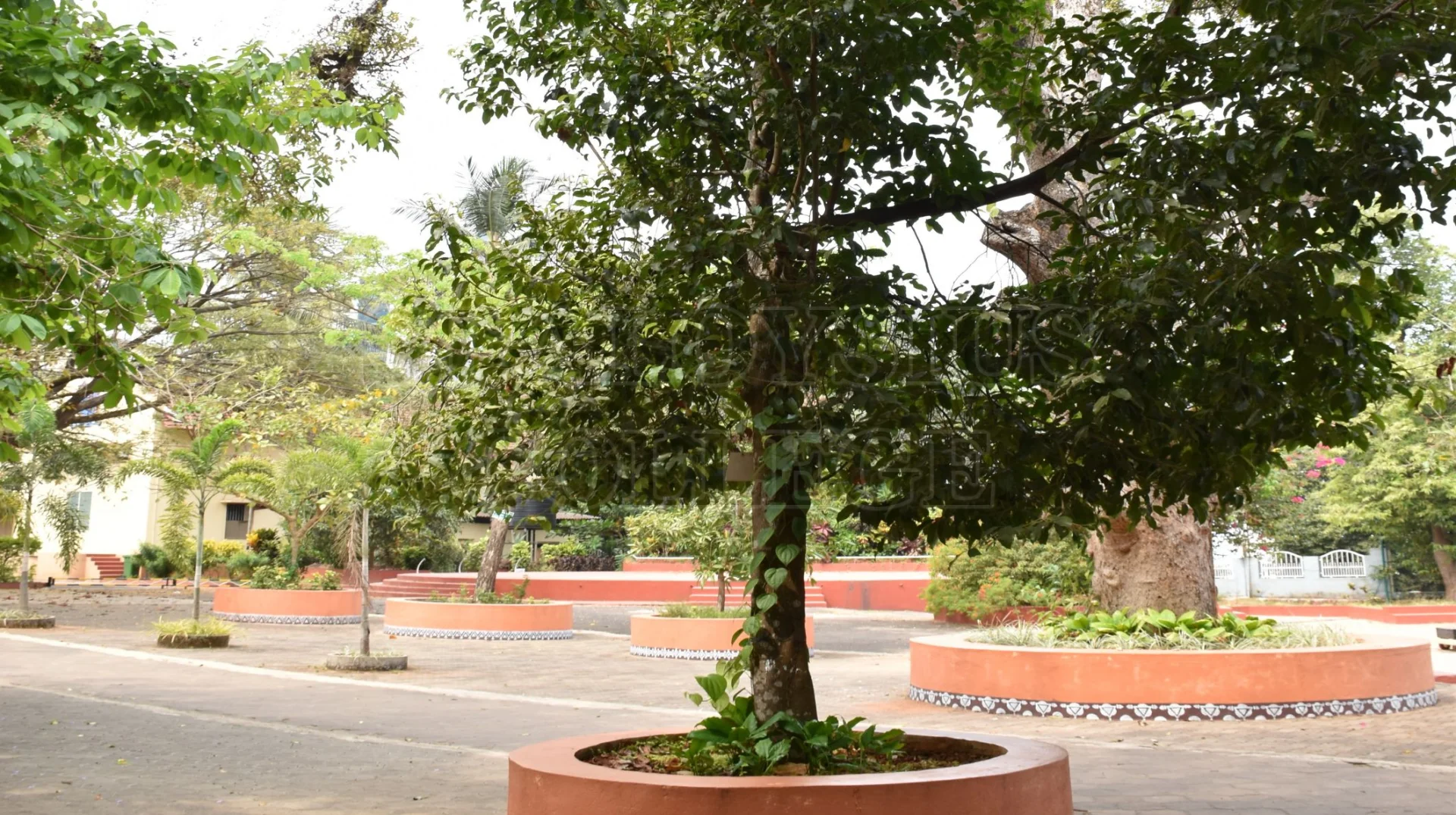 Spanish Cherry Tree(ರೆಂಜೆ ಮರ)