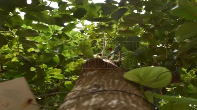 Spanish Cherry Tree(ರೆಂಜೆ ಮರ)