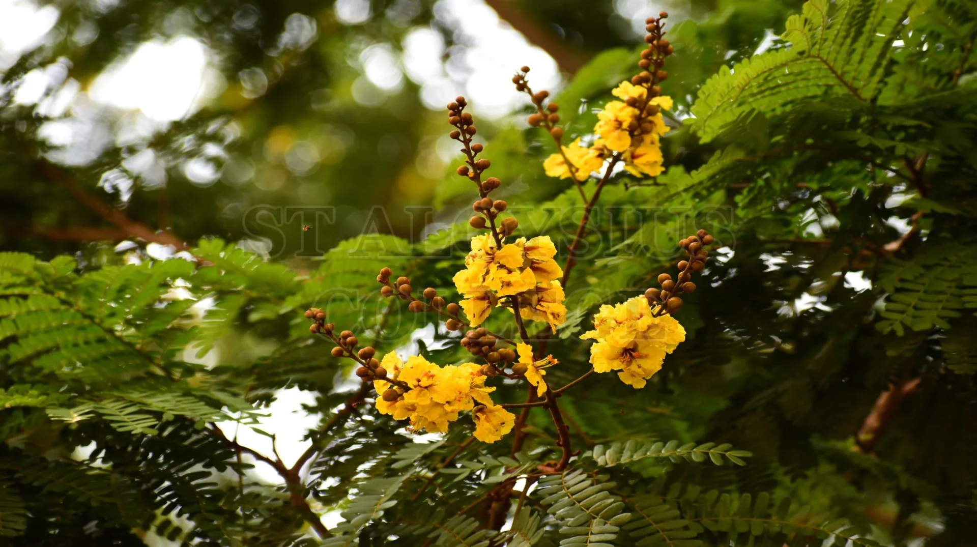 Copper Pod Tree(ಬೆಟ್ಟದ  ಹುಳಿ)