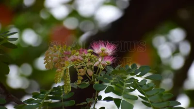 Copper Pod Tree(ಬೆಟ್ಟದ  ಹುಳಿ)