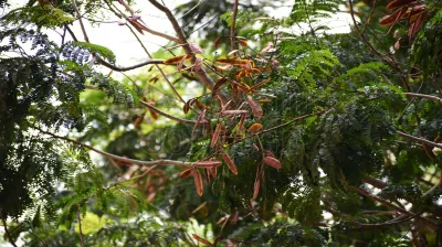 Copper Pod Tree(ಬೆಟ್ಟದ  ಹುಳಿ)