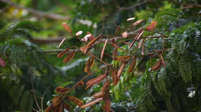Copper Pod Tree(ಬೆಟ್ಟದ  ಹುಳಿ)