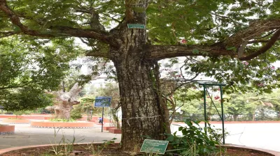 Copper Pod Tree(ಬೆಟ್ಟದ  ಹುಳಿ)