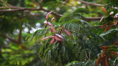 Copper Pod Tree(ಬೆಟ್ಟದ  ಹುಳಿ)