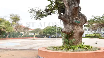 Copper Pod Tree(ಬೆಟ್ಟದ  ಹುಳಿ)