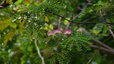 Copper Pod Tree(ಬೆಟ್ಟದ  ಹುಳಿ)