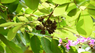 Rain Tree