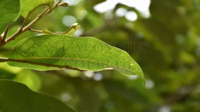 Rain Tree