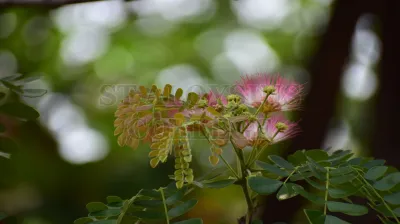Rain Tree