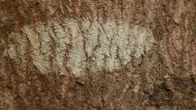 Rain Tree