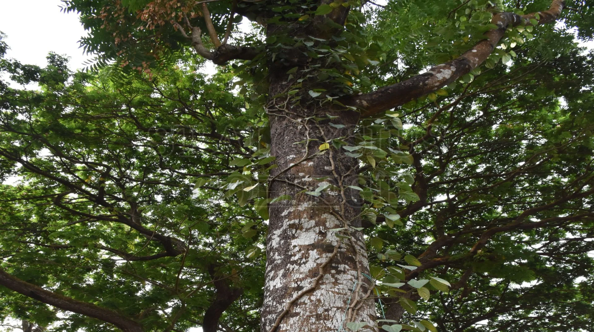 Matchwood Tree