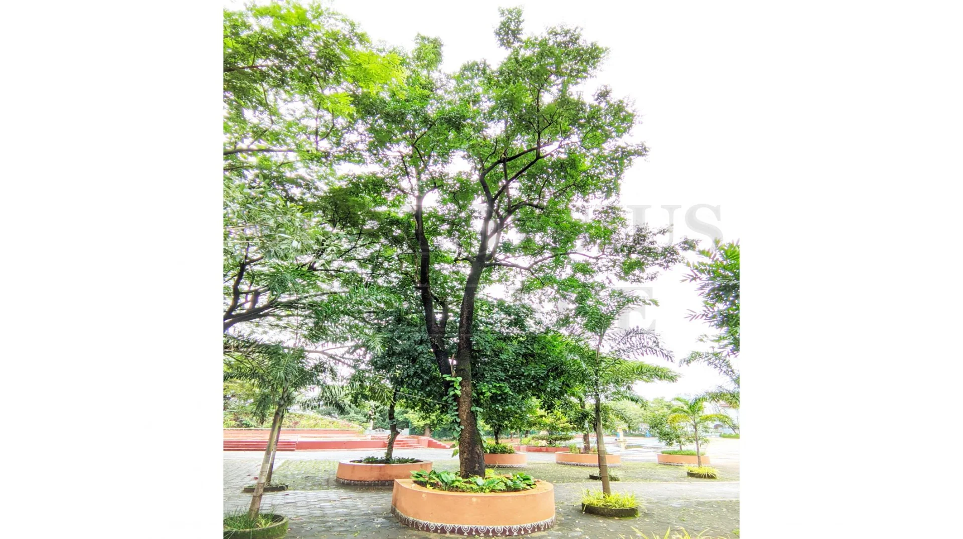 Indian Cork Tree