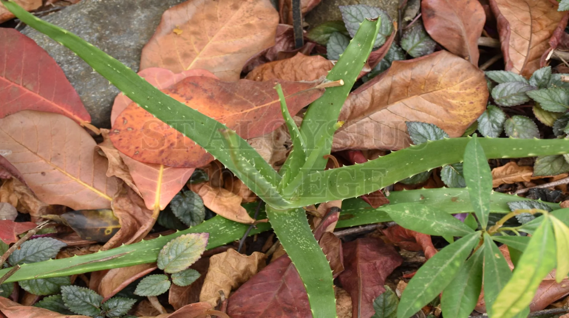 Aloe Vera