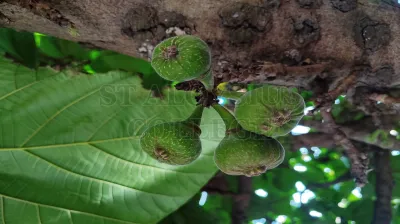 Caryota Urens L. (ಈಂದು)