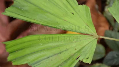 Caryota Urens L. (ಈಂದು)
