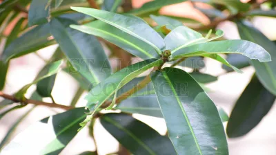 Mammea Suriga