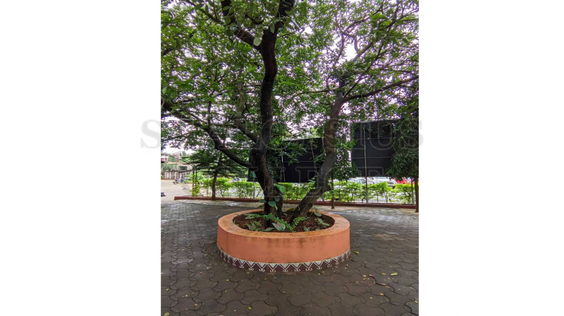 Mango Tree