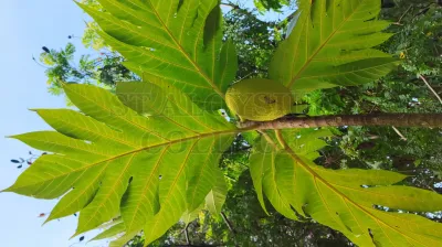Breadfruit Tree
