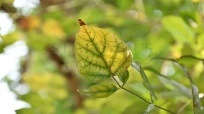 Breadfruit Tree
