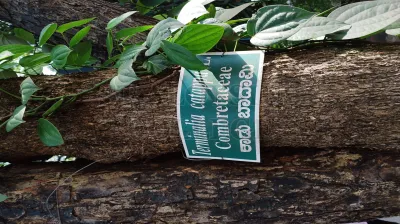 Breadfruit Tree