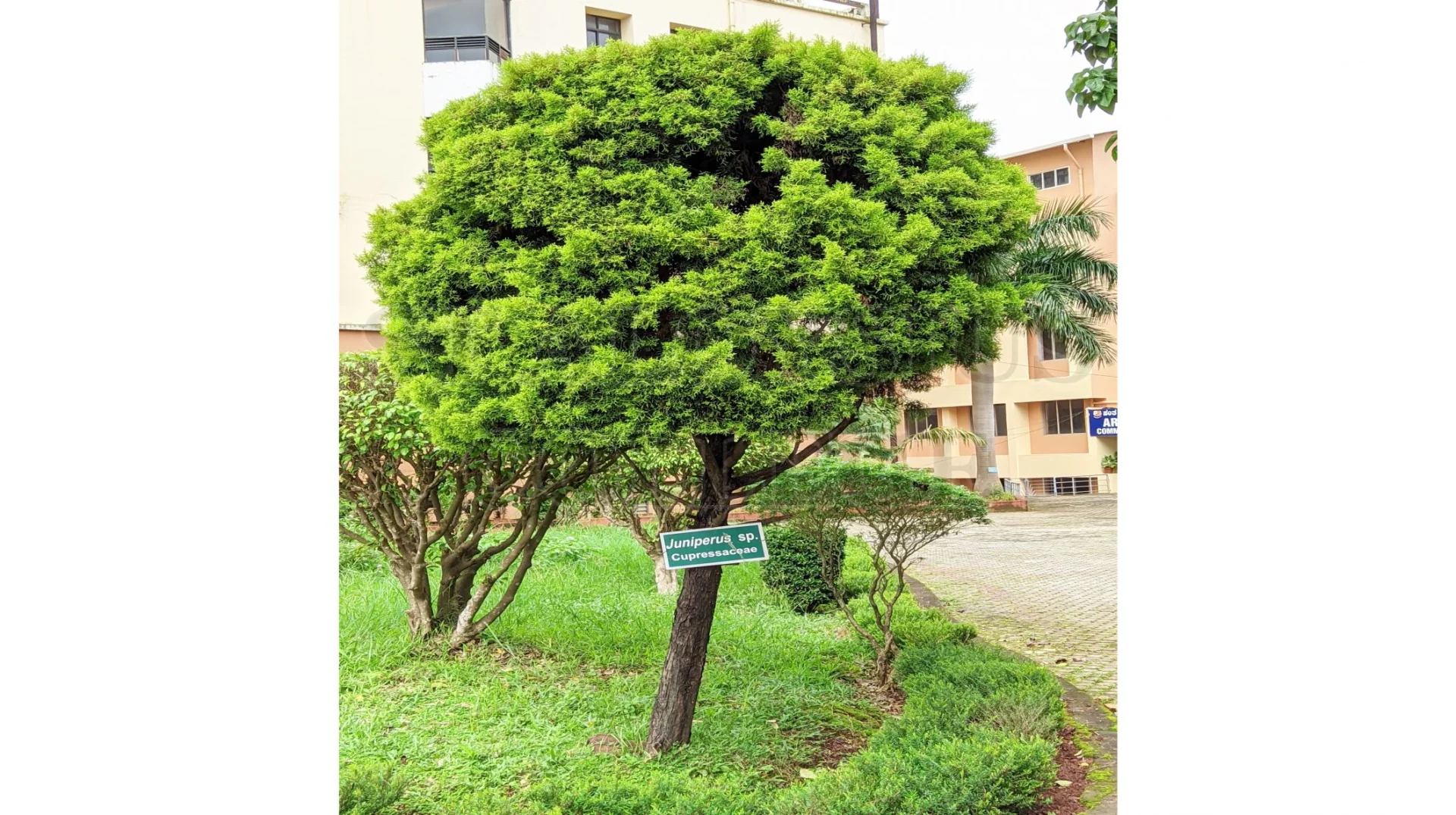 Juniperus Sp.