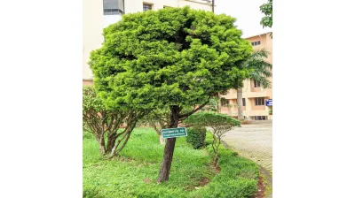 Juniperus Sp.
