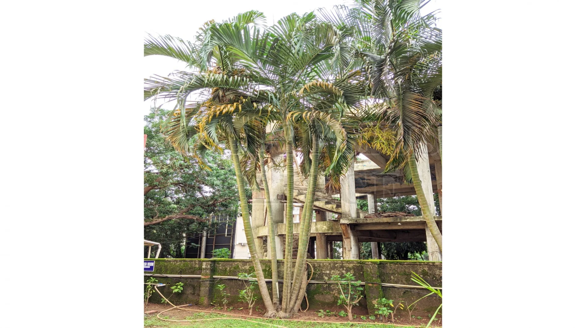 Areca Palm